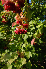 red berries in autumn