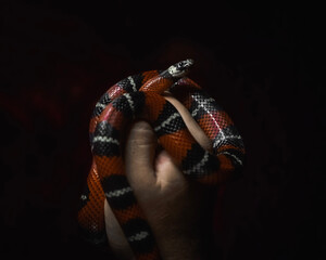 snake in hand snake in hands , serpiente , vibora, reptil, animal