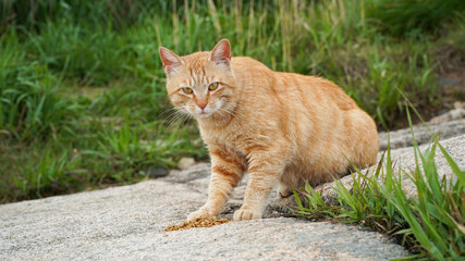 Yellow cat on the rock © 정의 박