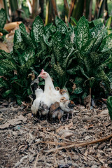 beautiful hen taking care of her chicks