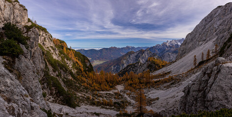 Foliage in the woods of Julian Alps