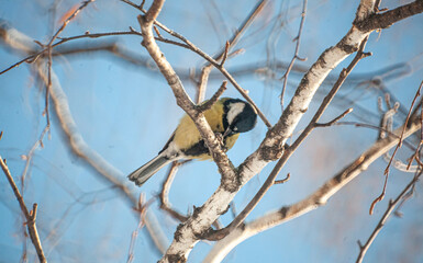 Parus major on the branch