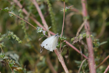 butterfly on a flower