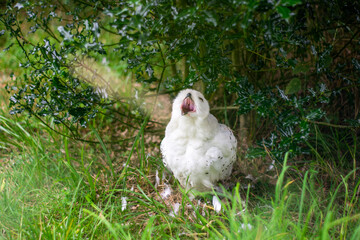 white owl with open mounth
