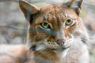 portrait of a lynx behind the fence in a zoo