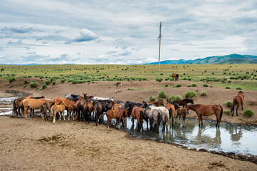 a herd of horses at a waterhole