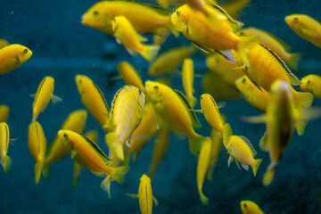 Naklejka na ściany i meble yellow fish in aquarium
