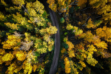 Forest in Autumn Looking Straigth Down