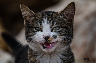 dog, cat, animal, pet, puppy, canine, cute, mammal, outdoors, animalsportrait, pets, sheepdog