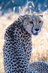 Cheetah with blood on face after eating