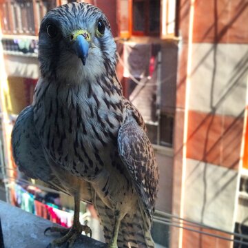 red tailed hawk