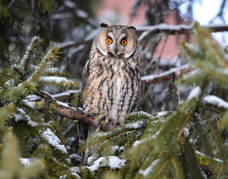 Sweet owl in the winter.