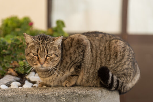 Domestic short-haired cat perched on a low wall