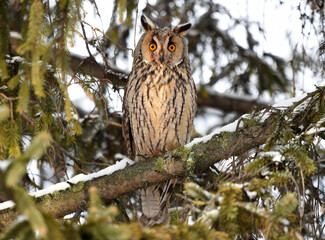 Surprised owl on the tree.