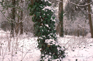 The green ivy climbing on the tree in winter.