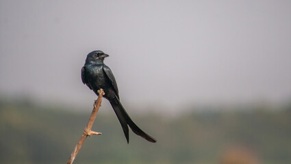 Fototapeta premium Birds