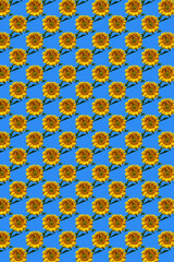 sunflowers flowers pattern design on light blue background. Pattern of yellow sunflowers.