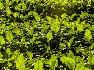 Detail of fresh green soy field. Soybean leaves on field in Brazil.