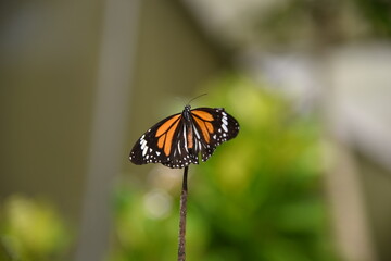 butterfly on yellow flower