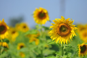 closeup sunflowers in the field