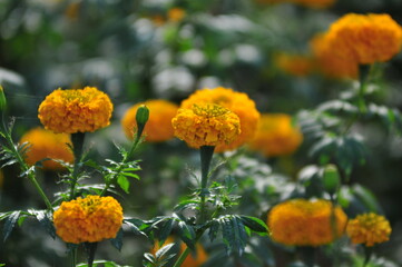 chrysanthemum