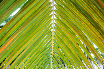coconut palm leaf detail, in the tropical Caribbean. Cocos nucifera, Arecaceae, coco