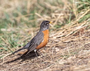 Closeup of  an American Robin on a wild, hillside area early in Springtime.