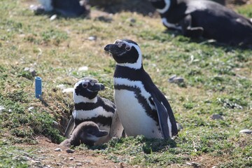 Obraz premium Penguins
