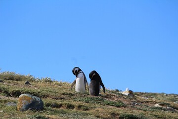 Penguins