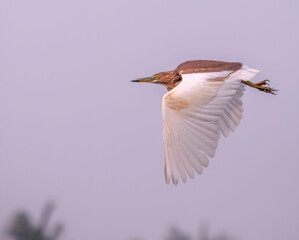 red headed gull