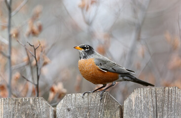Closeup of an American Robin resting on a fence, complemented by the soft muted colors of the background.
