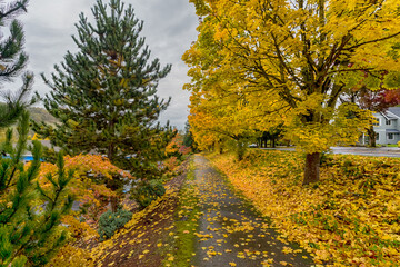 Golden color sidewalk in rainy autumn day in urban area