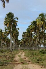 Fototapeta na wymiar Coconut grove