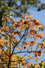 Orange leaves