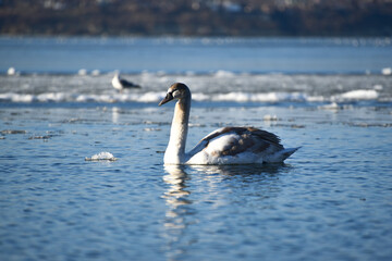 White swan floating the pond in winter time,elegance in wild bird