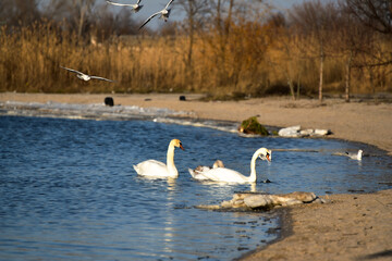 White swans floating in the pond in winter time,elegance in wild bird, beautiful nature photo