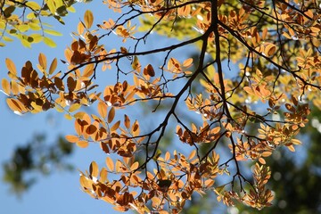 Orange leaves
