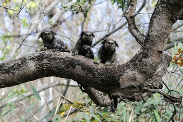 Monkeys