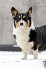 Tri-colored Pembroke Welsh Corgi standing outside on a snowy covered patio. 