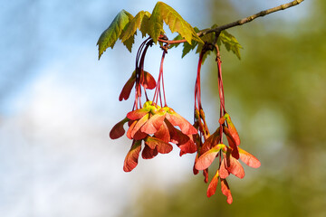Red maple seeds called samaras on a branch of a maple tree in spring with blue sky in the background