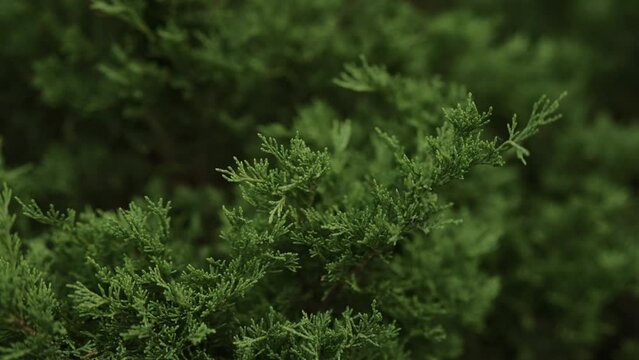 Slow motion green thuja closeup