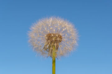 Fluffy white dandelion against the blue sky.