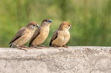 Triplet of Silver Bills on wall