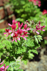 The flowers and foliage of 'Shottesham Pet' scented geranium (Pelargonium 'Shottesham Pet')