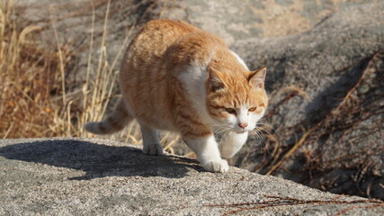 Wild yellow cat
