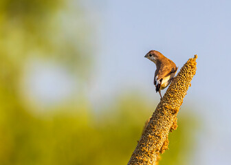 Silver Bill on a Millet Stick