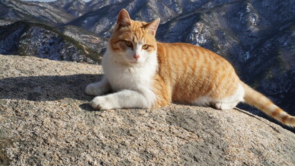 Fototapeta premium Wild yellow cat