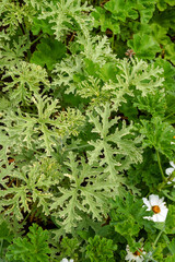 The foliage (leaves) of 'Lady Plymouth' scented geranium (Pelargonium graveolens 'Lady Plymouth')...