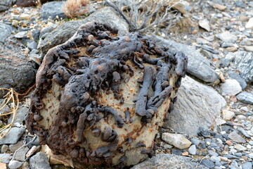 crazy stone - looks like a grab - in the Death Valley national Park