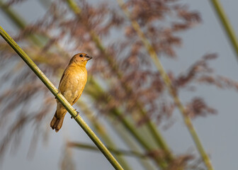 Scally Munia Juvenile on a plant